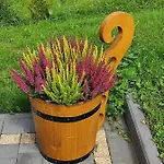 Góralski Z Bali Sałas *